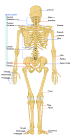anatomia-scheletro-osteopatia-torino
